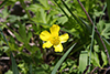 tall buttercup